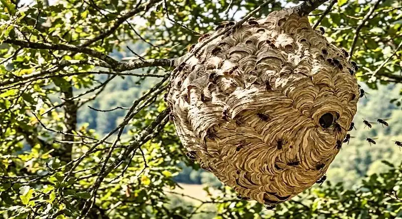 Destruction de nid de guêpes et frelons à Avignon : prix et sécurité